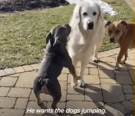 14岁老狗到处串门,邻居:我没有狗,却过上了有狗的日子