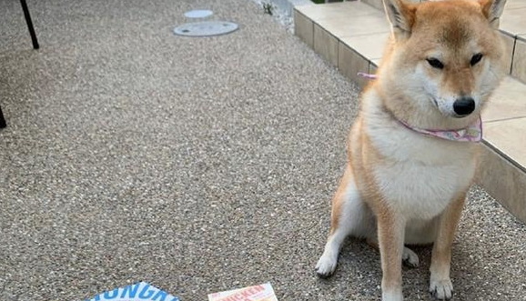 网友给柴犬买来个不大披萨,它一脸忧怨小表情:还不够我塞牙缝的!
