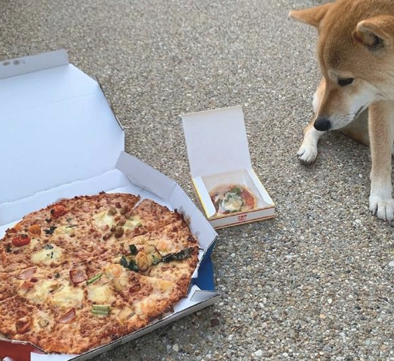 网友给柴犬买来个不大披萨,它一脸忧怨小表情:还不够我塞牙缝的!