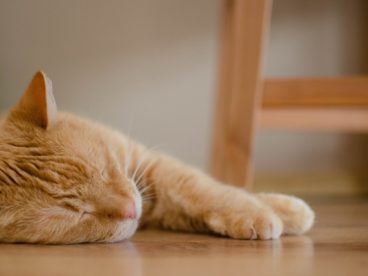 短毛可爱橘猫图片