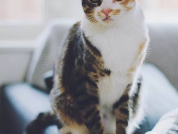 幸福是一只温暖的小猫咪~