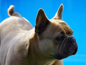 法国斗牛犬小狗图片