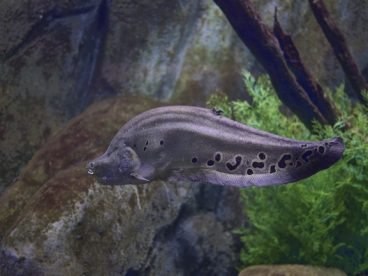 水族馆电鲶鱼图片
