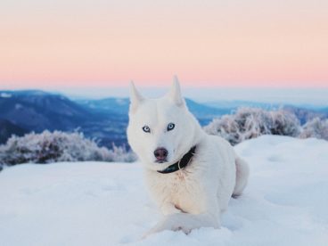 冬季雪地白色狗狗图片