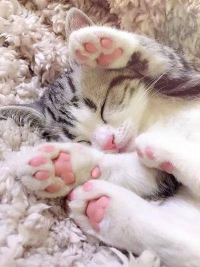 从来没有见过这么诱惑的猫脚，下一秒就想吃掉....小猫的肉垫肉肉的萌萌的，一般人都会有忍不住想摸的冲动，但是，这可不是什么人都可以摸的。