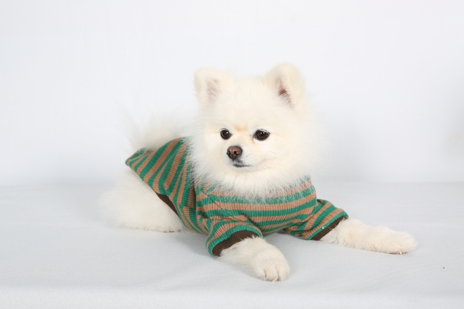 超萌超可爱博美犬图片