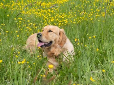 绿色草丛金毛猎犬图片