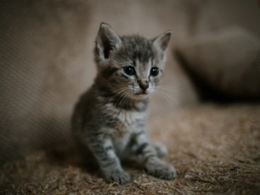 可爱狸花猫幼猫图片