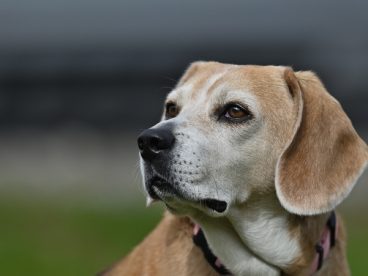 比格犬宠物摄影图片