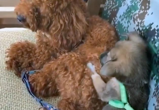小土狗被丢大街上,任其自生自灭,为什么总有人瞧不起田园犬