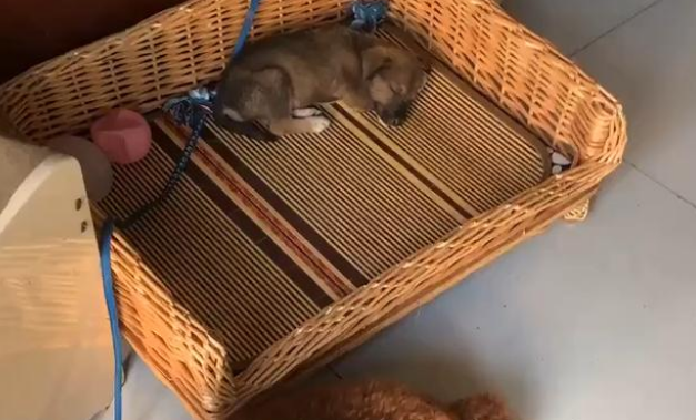 小土狗被丢大街上，任其自生自灭，为什么总有人瞧不起田园犬