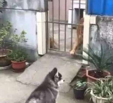 雪橇犬去找金毛玩耍,金毛看到赶紧关门,金毛:我妈不让跟傻子玩