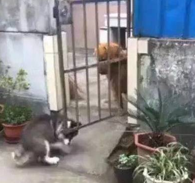 雪橇犬去找金毛玩耍，金毛看到赶紧关门，金毛：我妈不让跟傻子玩