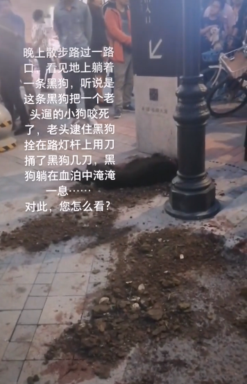 大狗咬死未拴绳泰迪，其主人持刀砍死大狗，目击：现场十分凶狠