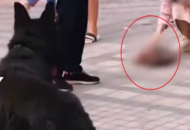 大狗咬死未拴绳泰迪，其主人持刀砍死大狗，目击：现场十分凶狠