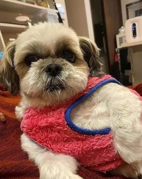 铲屎官想趁狗狗白天睡觉情况下悄悄出门，却想不到被抓个正着