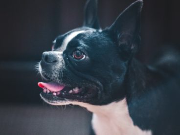 波士顿梗犬图片