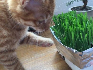 领养的小橘猫-锅巴 本以为是只高冷的猫，谁知是个粘人的小妖精。 走到哪儿跟到哪儿，睡觉必须睡人身上，到家两天就能听懂她的名字，一叫就有回应，你的高冷呢，去哪儿了？