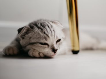 可爱灰色狸花猫图片