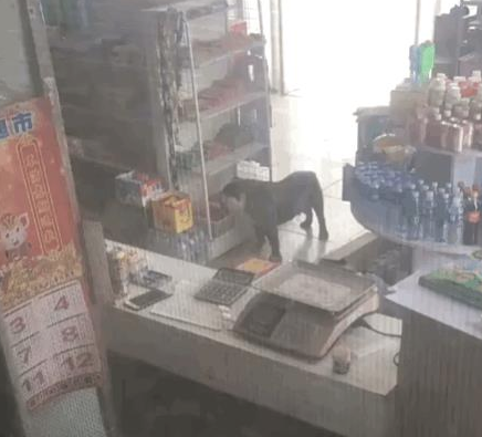 狗狗在小卖部偷火腿肠，临走时还回头瞧瞧老板：记我账上啊！