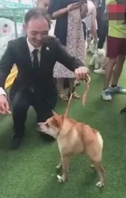 狗狗得侏儒症造成没颈部,发生在宠物展,点爆全部当场!