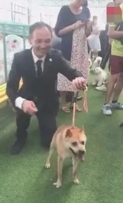 狗狗得侏儒症造成没颈部,发生在宠物展,点爆全部当场!