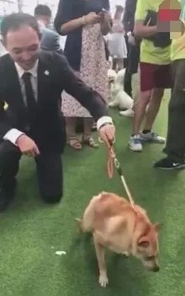 狗狗得侏儒症造成没颈部,发生在宠物展,点爆全部当场!