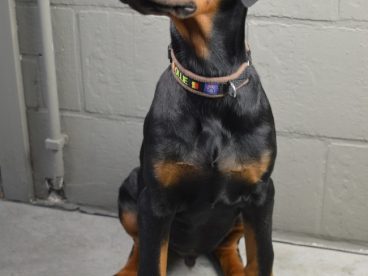 德国杜宾犬图片