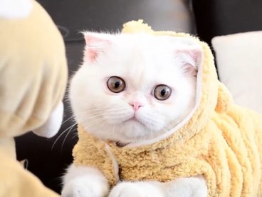 小肥猫图片