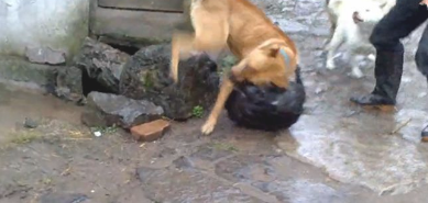 比特犬下乡爆打乡下狗，遭遇几十兄弟围堵复仇，媲美欧美大片