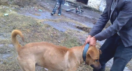 比特犬下乡爆打乡下狗，遭遇几十兄弟围堵复仇，媲美欧美大片