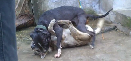 比特犬下乡爆打乡下狗，遭遇几十兄弟围堵复仇，媲美欧美大片