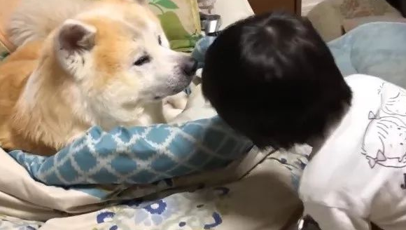 傲娇了8年的秋田犬，近期老想跟父亲一块儿睡，你還是我以前了解的你不？