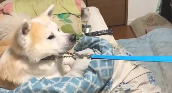 傲娇了8年的秋田犬，近期老想跟父亲一块儿睡，你還是我以前了解的你不？