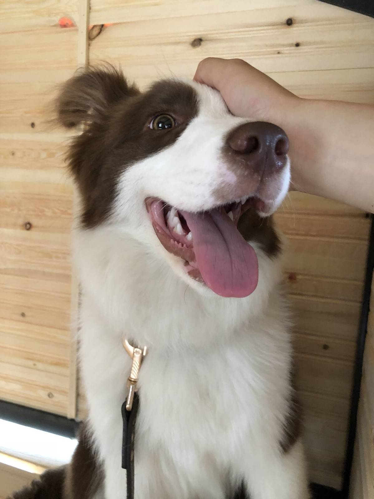 （边境牧羊犬表情包）新的狗屋好漂亮，但是娜娜不喜欢被关起来，还是爱睡客厅正中间