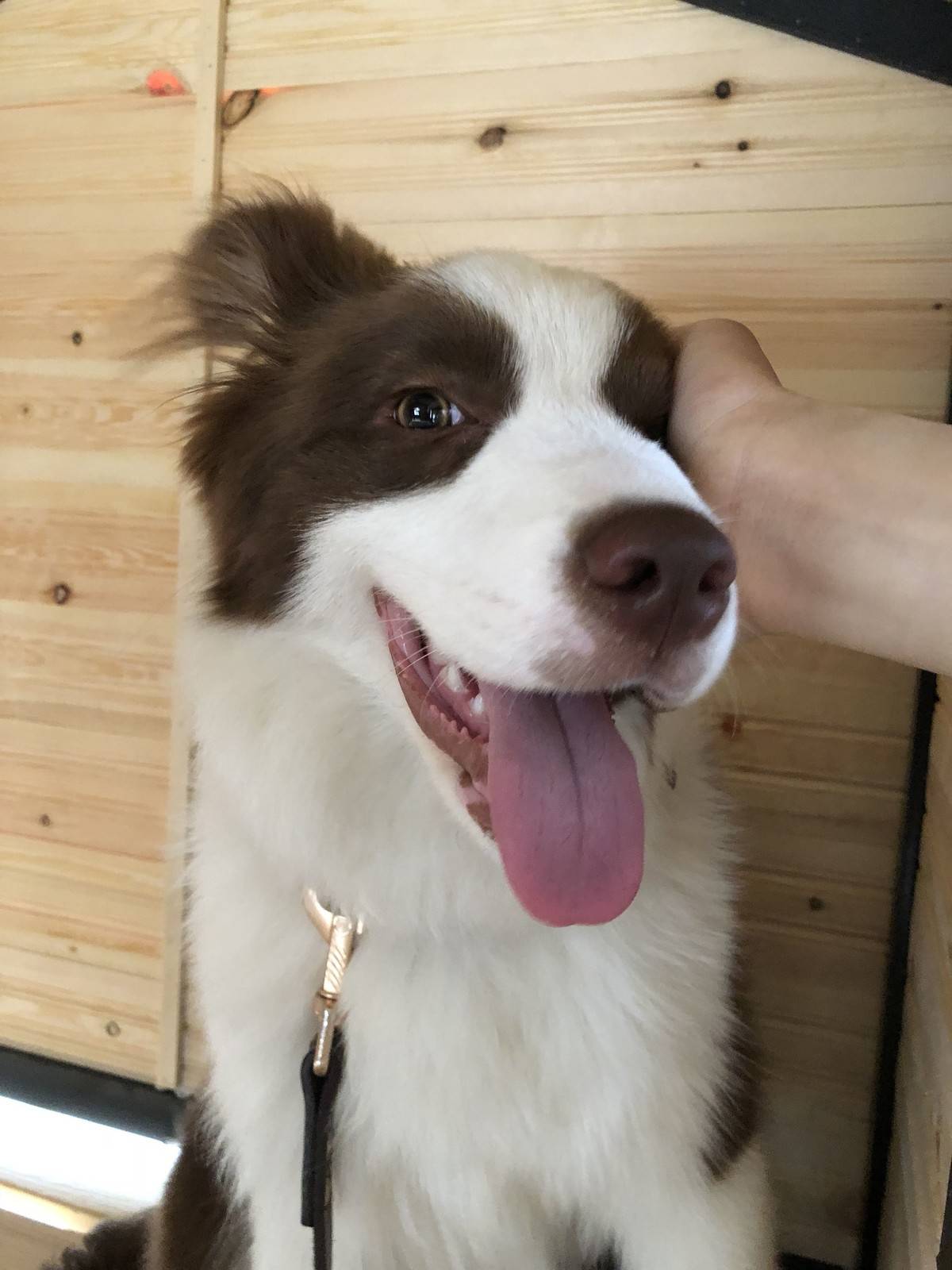 （边境牧羊犬表情包）新的狗屋好漂亮，但是娜娜不喜欢被关起来，还是爱睡客厅正中间