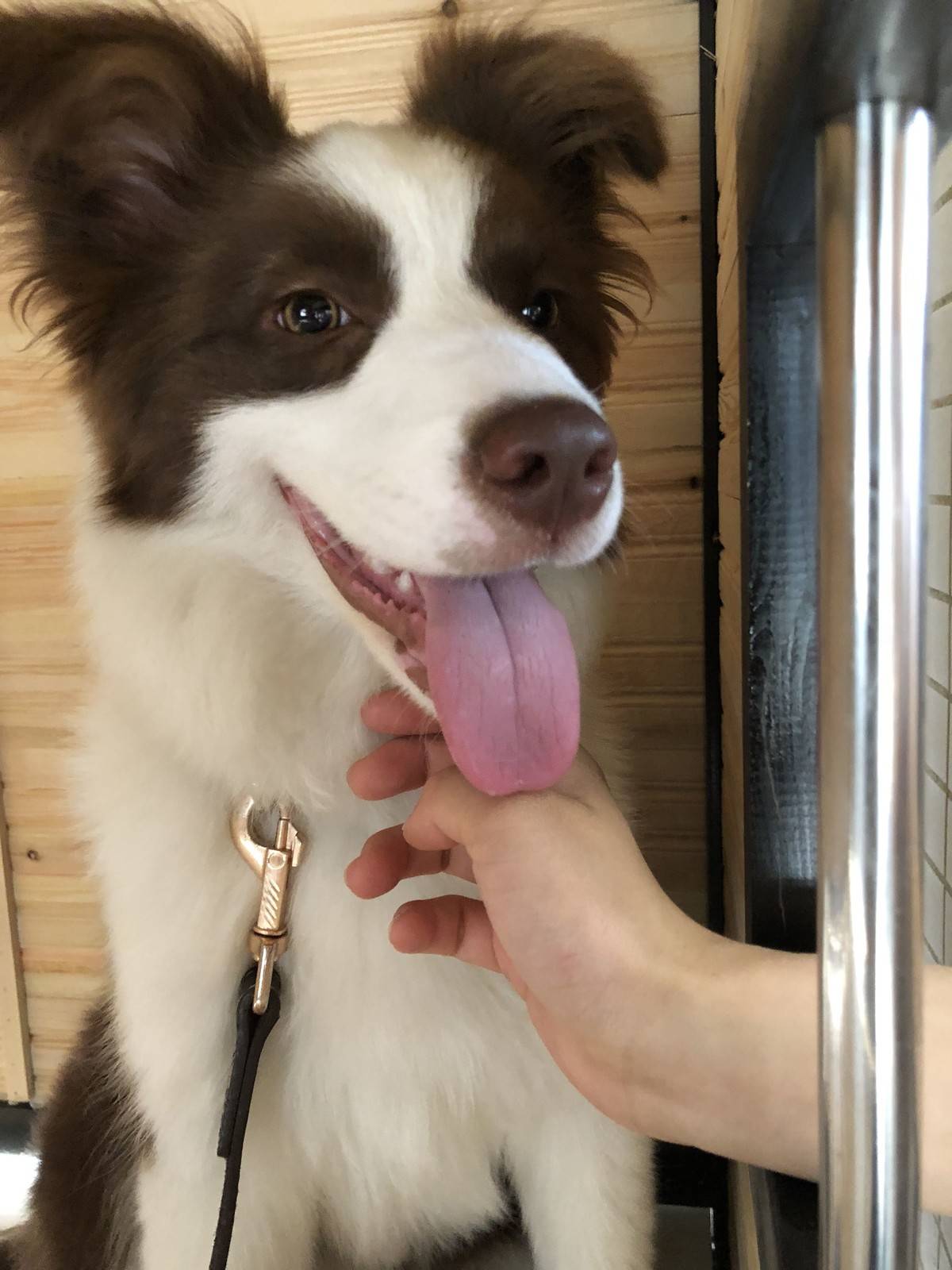 （边境牧羊犬表情包）新的狗屋好漂亮，但是娜娜不喜欢被关起来，还是爱睡客厅正中间