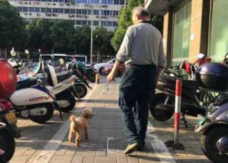还是有人不知道:遛狗不拴绳,违法!