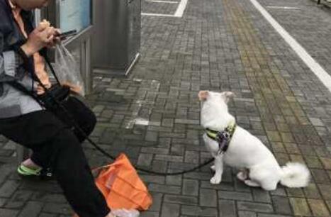 还是有人不知道:遛狗不拴绳,违法!