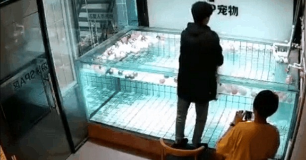 法斗犬泳池内溺亡,主人却在旁笑着拍视频:“你看它都不会游泳哎~”