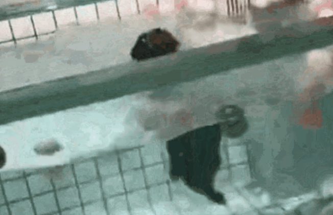 法斗犬泳池内溺亡,主人却在旁笑着拍视频:“你看它都不会游泳哎~”