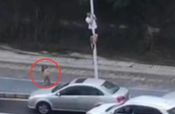 小伙为躲流浪狗爬路灯杆，保安全副武装将狗赶走！