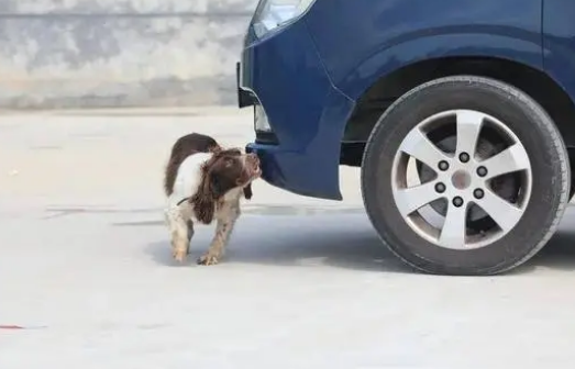 帅炸了！德州警犬出圈，全省第一！