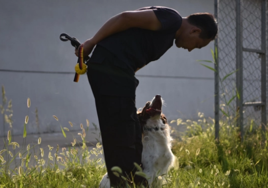 帅炸了！德州警犬出圈，全省第一！