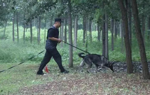 帅炸了！德州警犬出圈，全省第一！