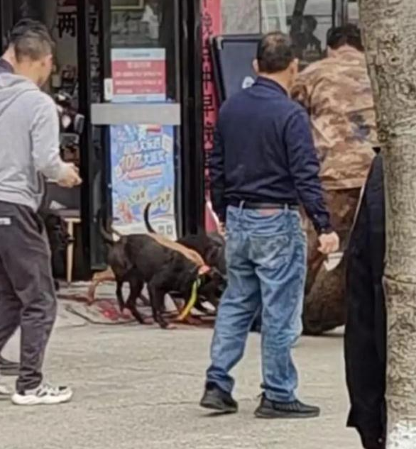 野猪冲进彩票店被5只猎犬制服：不到半小时野猪被咬死
