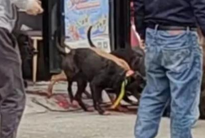 野猪冲进彩票店被5只猎犬制服：不到半小时野猪被咬死