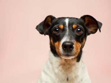 家养杰克罗素梗犬摄影图片