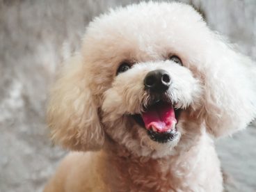 可爱呆萌贵宾犬狗狗图片