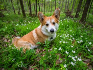 树林里一只柯基犬图片